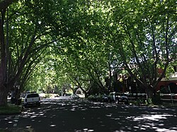 Trees in residential street, St Kilda West